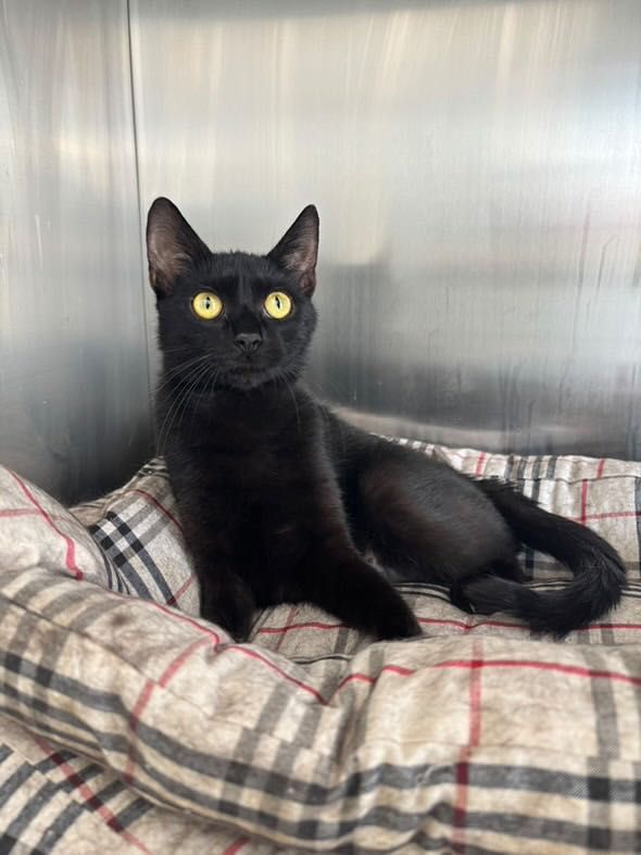 Adopție Luna pisicuțǎ sterilizatǎ 1 an