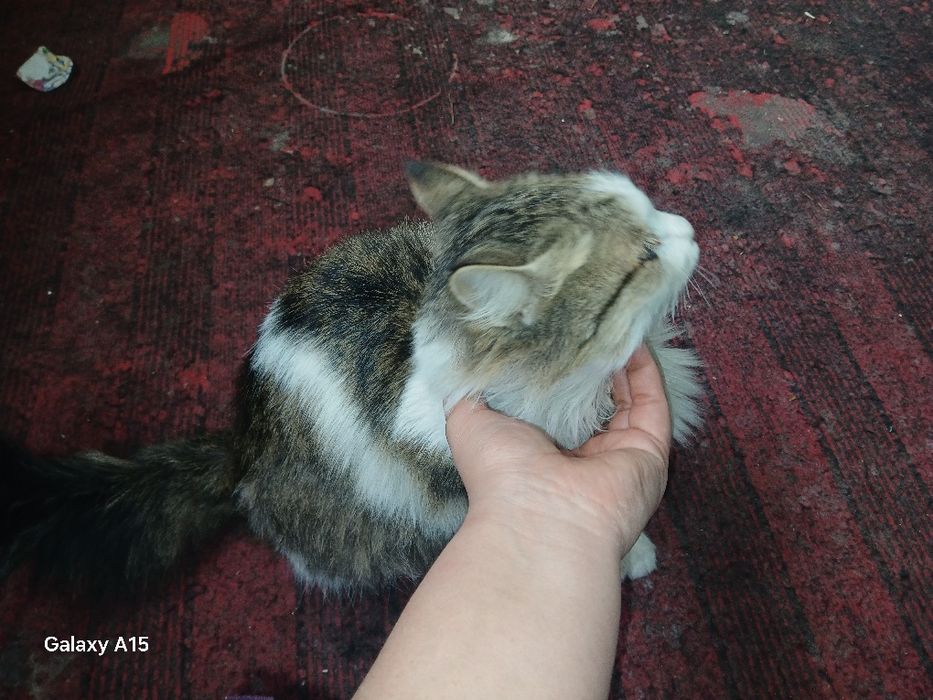 Zotdor mushuk Hadyaga