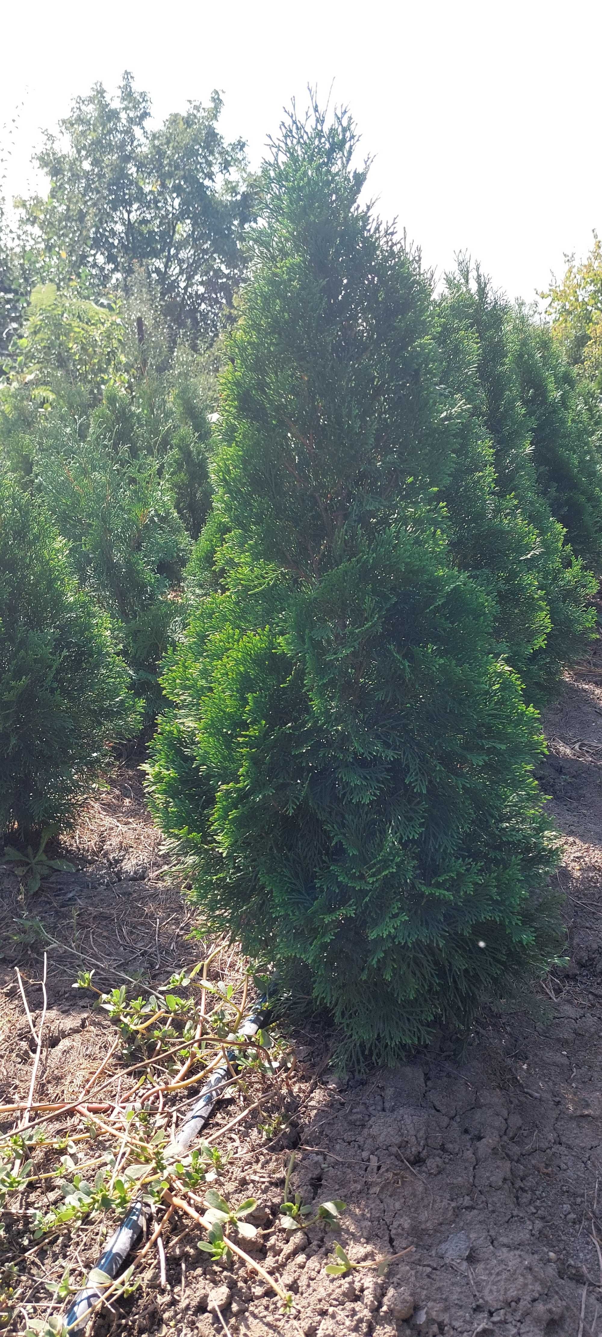 Thuja occidentalis var. smaragd din producție proprie