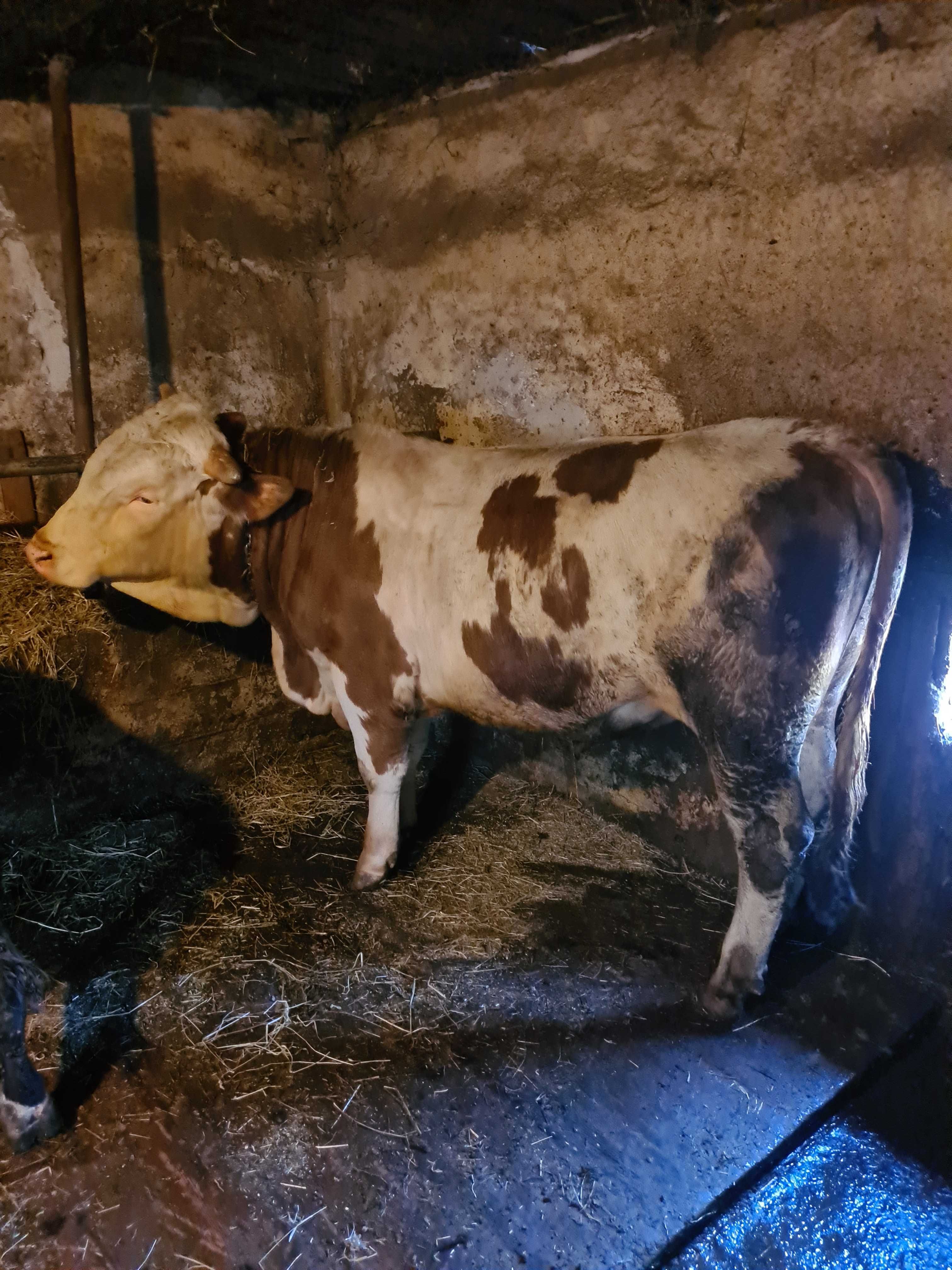 Vând animale pentru mai multe detalii sunați