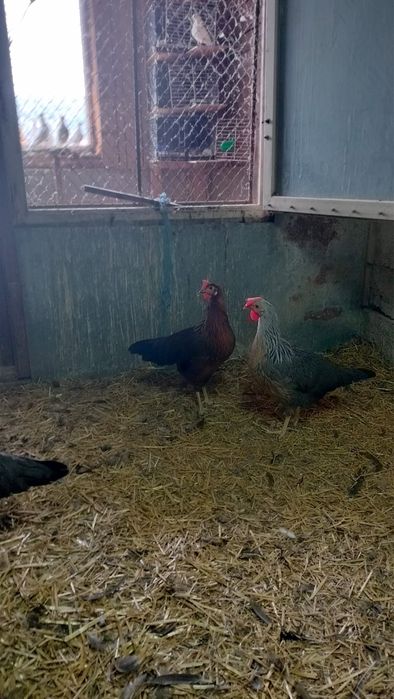 Cocos Leghorn si puicute