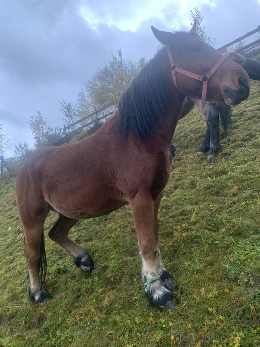 Vand manz sau schimb cu vaca..