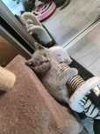 British shorthair puiuti