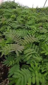 Vând puieți de arbori de mătase la  balot  și tei arginti la balot de