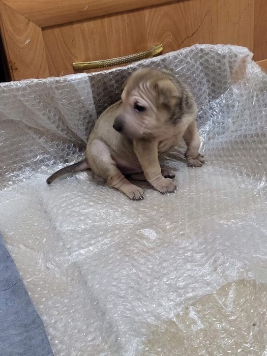 Продам щенка шарпея