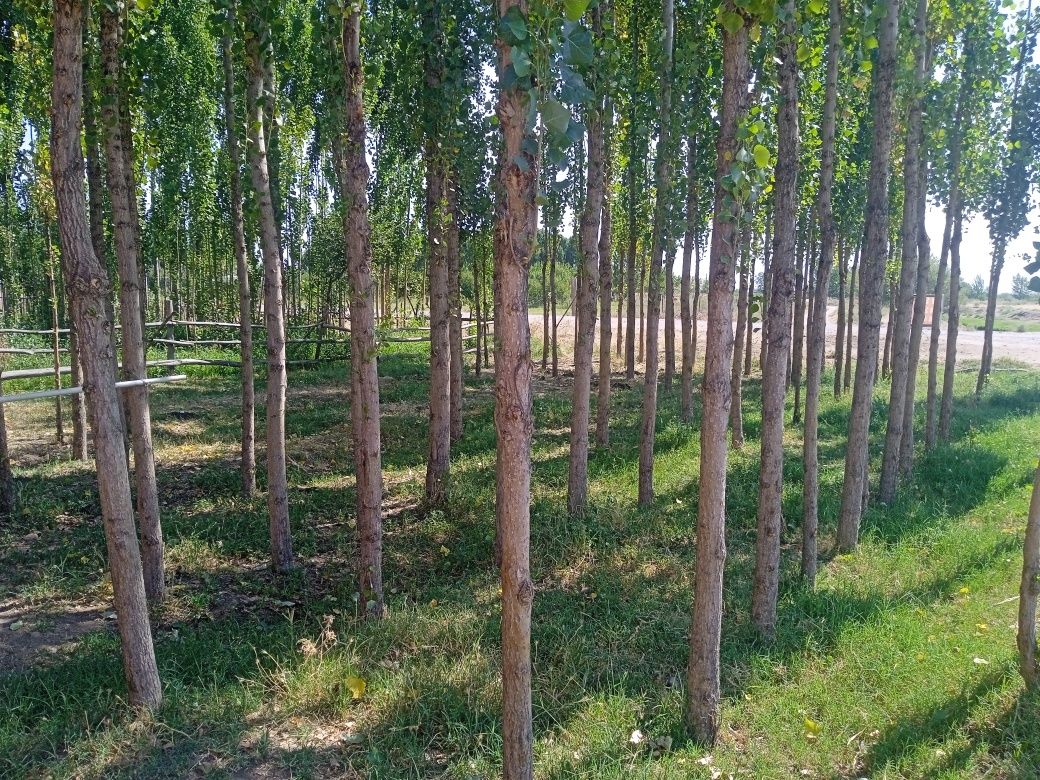 Xolat yaxshi yashash