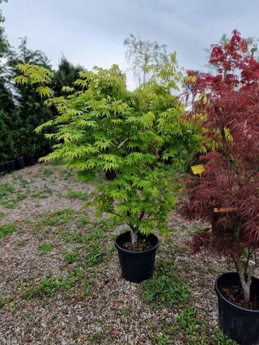 Artar japonez  ( acer palmatum) arțari japonezi
• cu frunze rosii sau