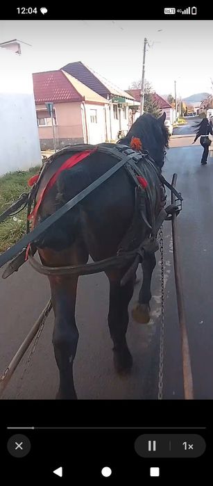 Mânz de vânzare trei ani la primăvară!!