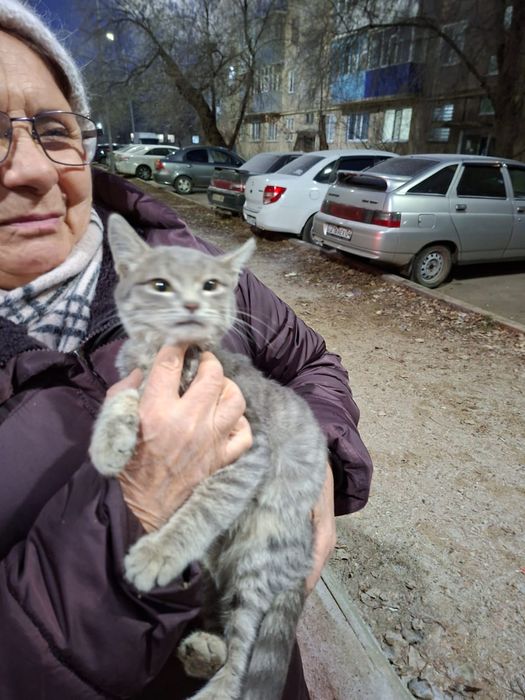 Котёнок,мальчик,3 месяца,в добрые руки