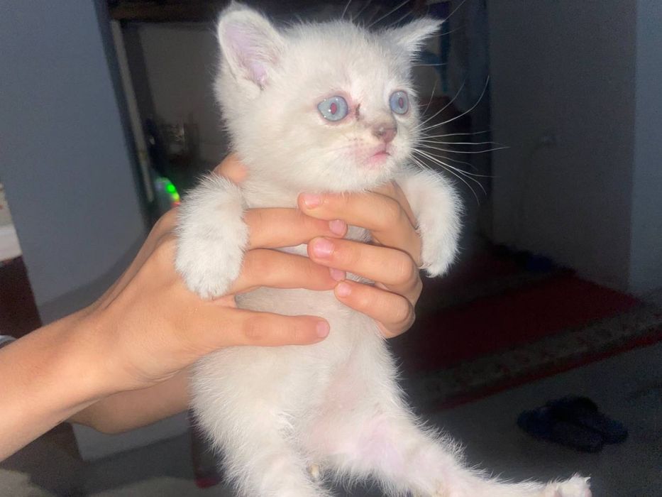 Мушуклар сотилади