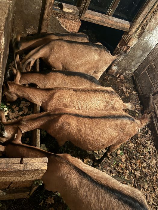 Vand capre de vanzare