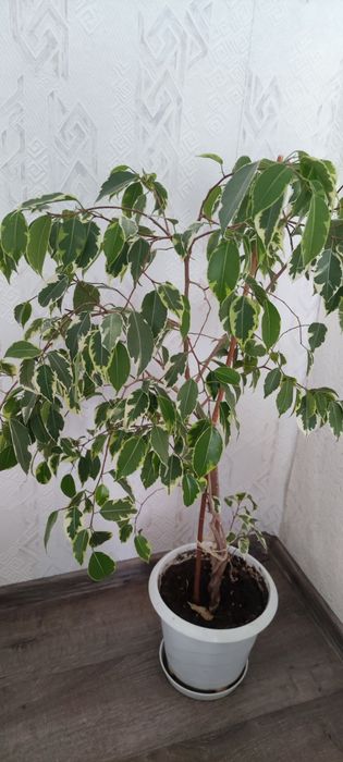 Фикус Бенджамин - 80 см.