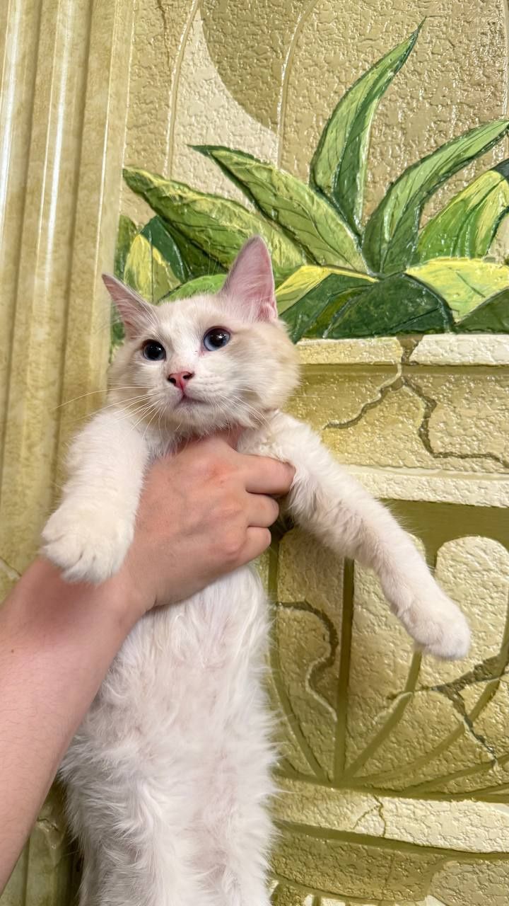 Продаются котята рэгдоллы