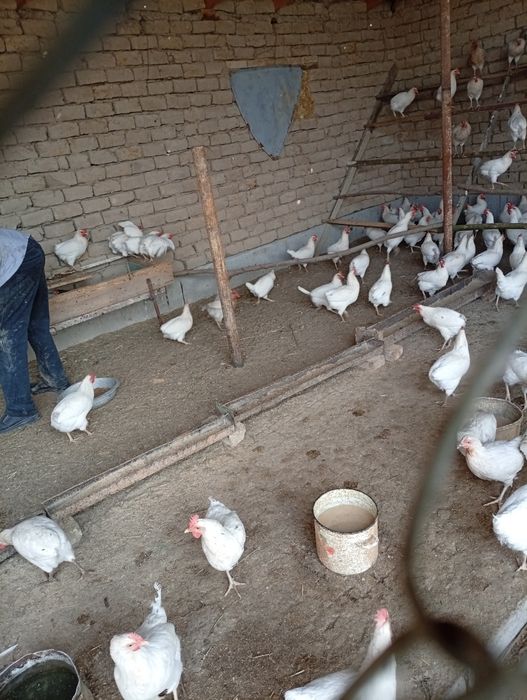 Яйца-Домашняя продукция.