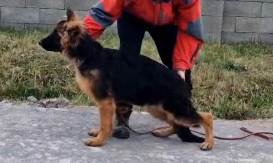 Ciobanesc german femela cu par lung