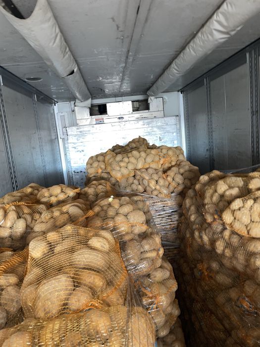 vand cartofi de polonia