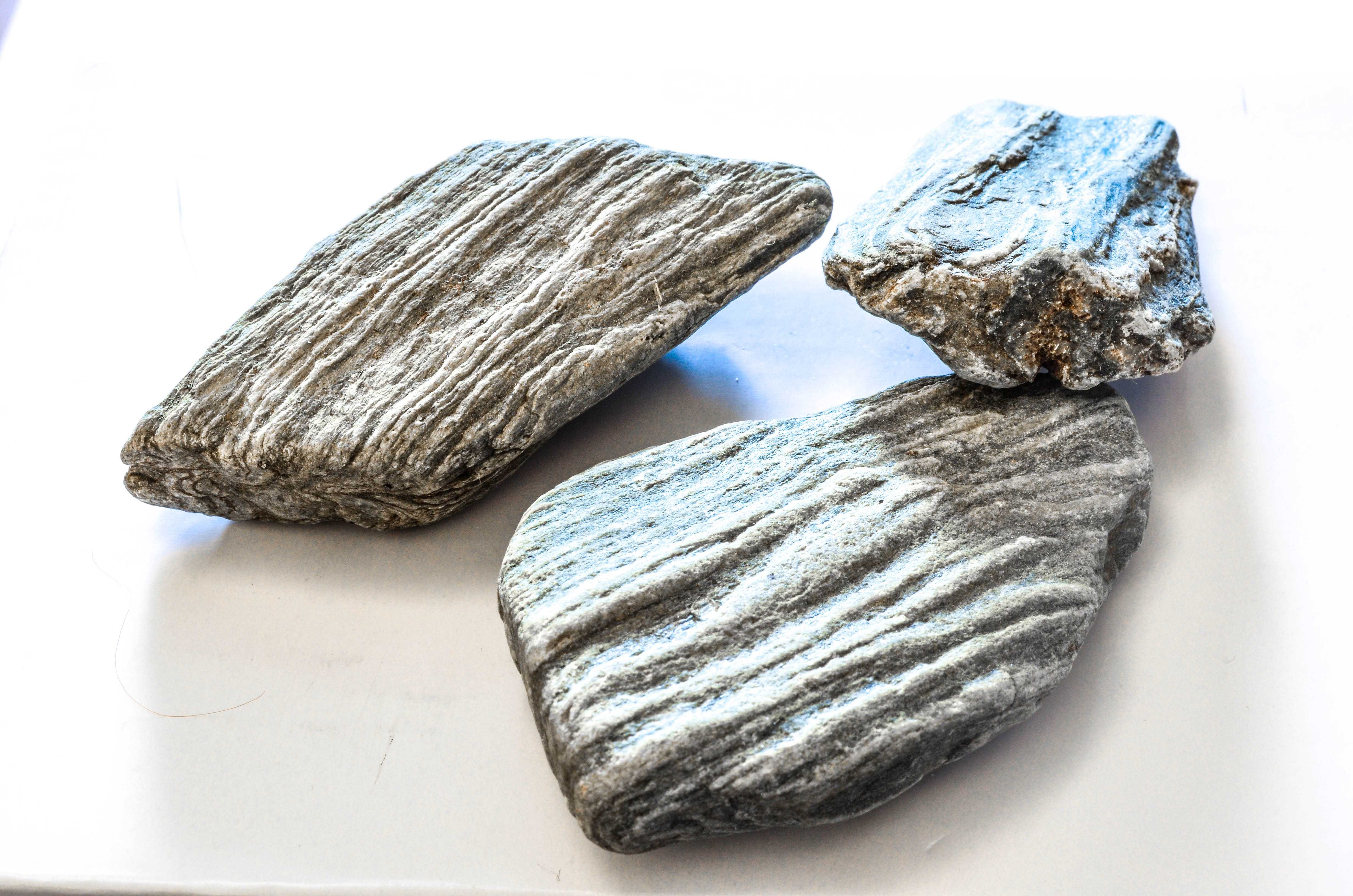5 fosile melci lemn pietrificat paleontologie gasteropode moluste