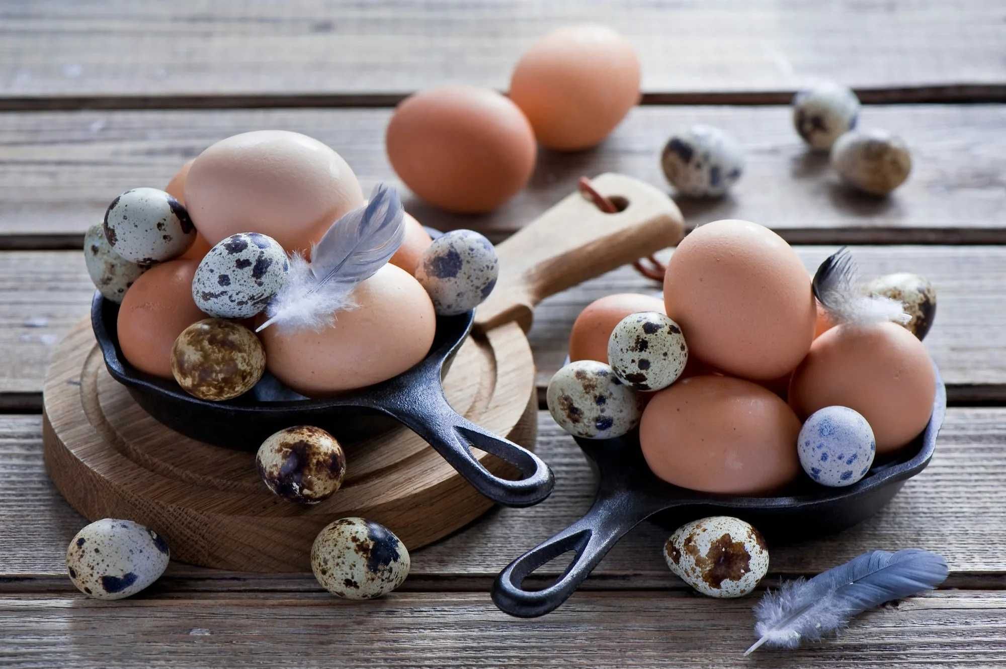 Высококачественные Яйца | Yuqori Sifatli Tuxum