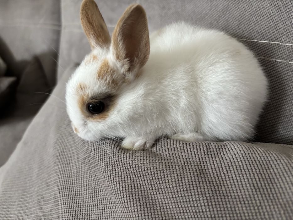 Холандско джудже