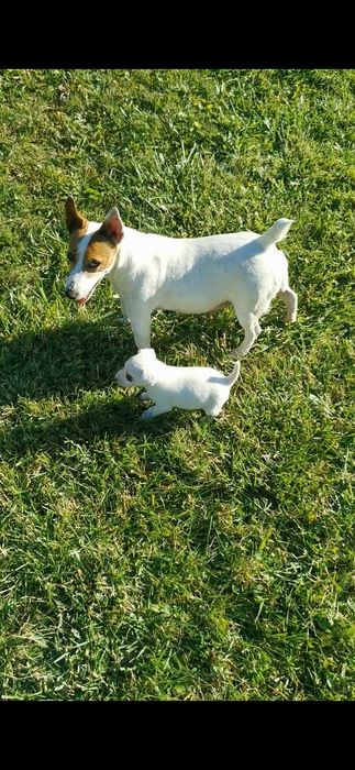 Jack Russell Terrier