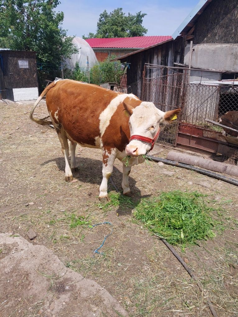 Vând vacă gestantă în 8lunii