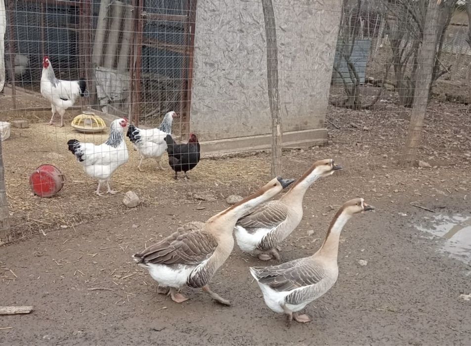 Gaste Chinez (2 Gaste + Un gascan)