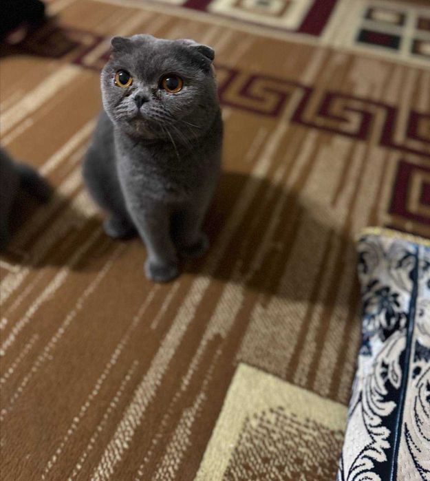 Britanskiy skotish fold 1 yarim yosh