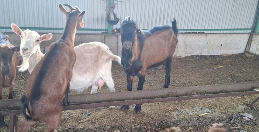 De vanzare capra alpin francez