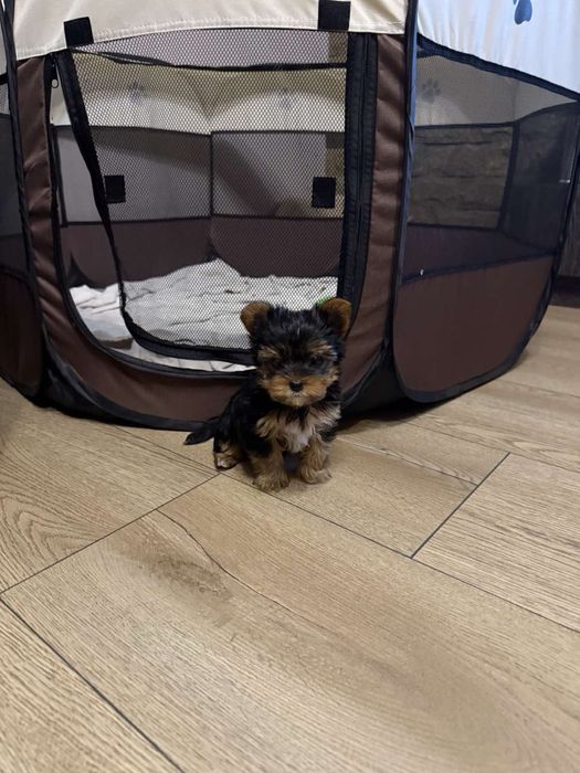 Мини йокширски териер / Мини йорки