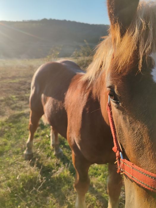 Manz, cal, armasar, harmasar de 6 luni