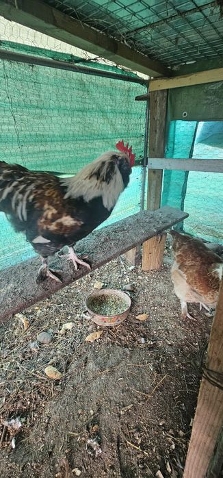 Vând o pereche de Faverolles somon