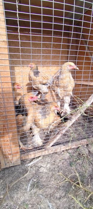 Брама қораз тауық