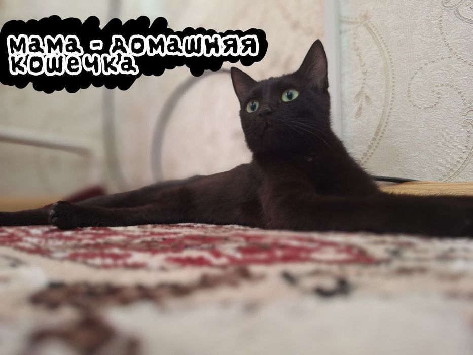 Красивая девочка отдаём в хорошие руки