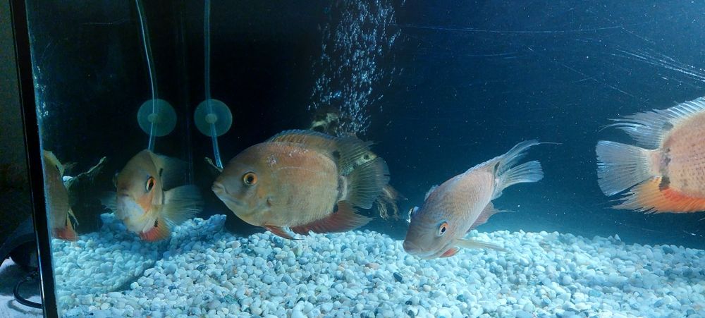 Ciclide americane severum