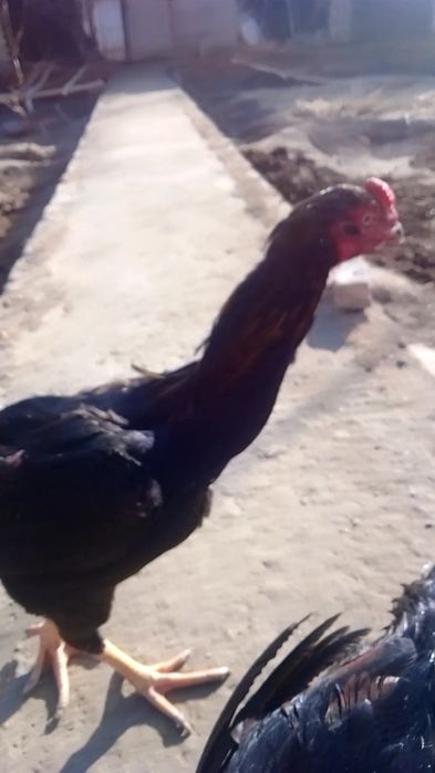 Куланги Даканг Хуроз урушадиган