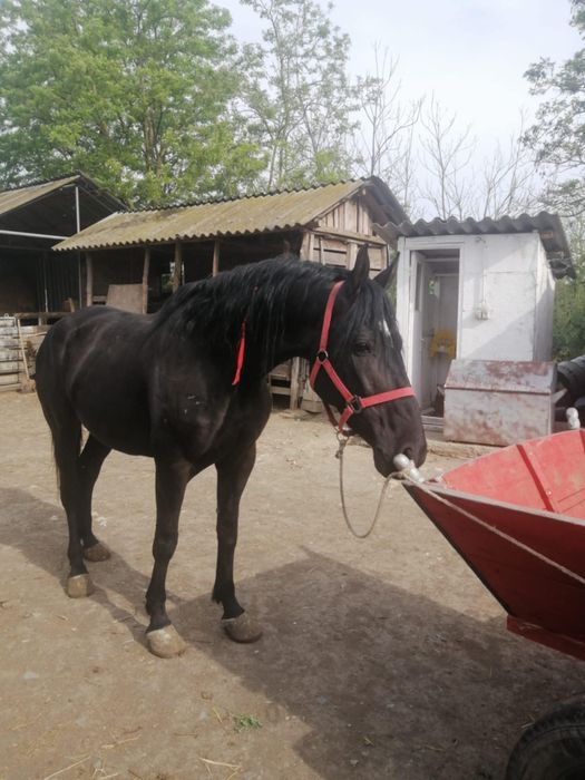 Frizian de vanzare si iapa