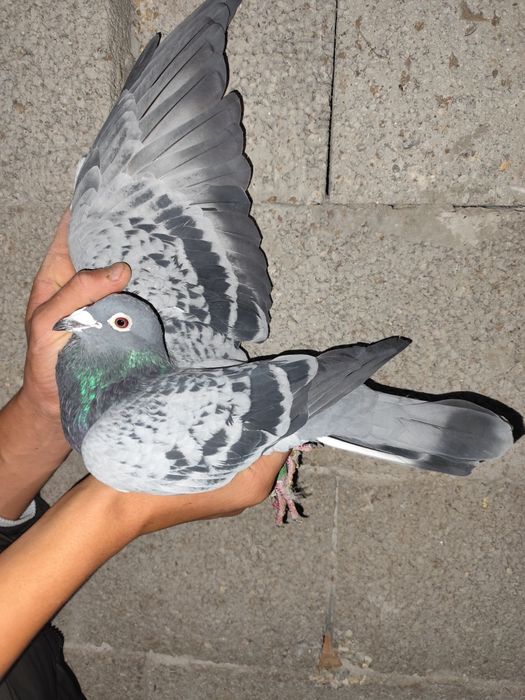 De vânzare porumbei