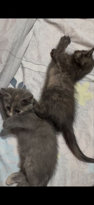 Котята от сибирской кошки