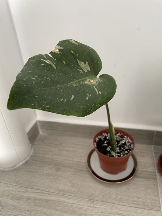 Vand monstera thai constellation