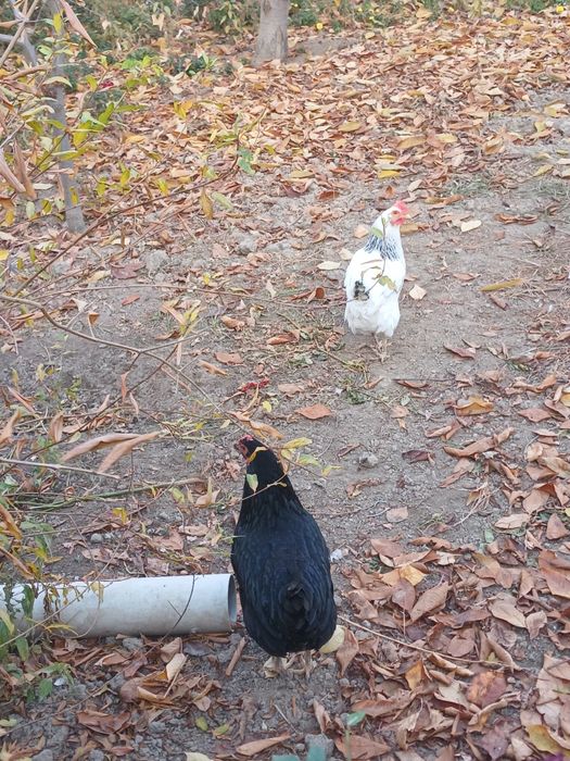 Адлер серебристый