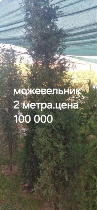 Можевельник дарахт сотилвотти