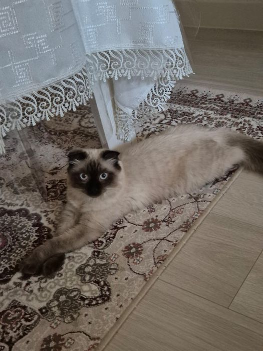 Пародистая Кошечка 1 годик