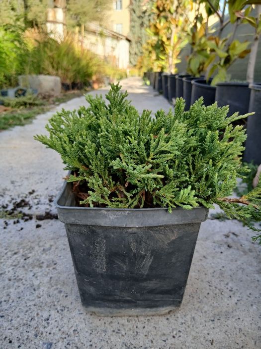 Туя               ..