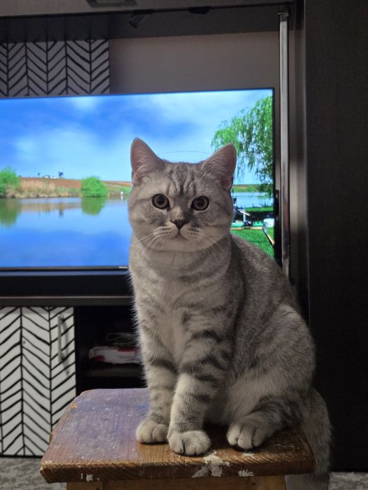 Motan scotish pentru monta iasi