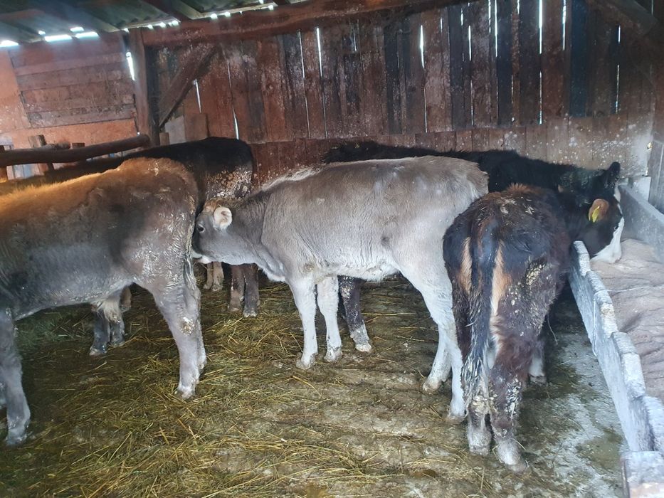 Vand 4 vitele si 2 taurasi