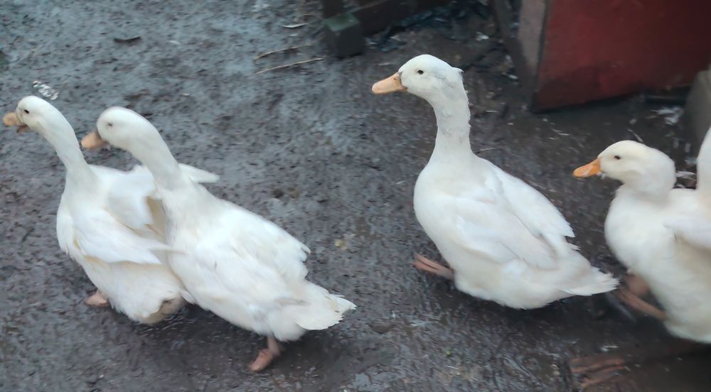 Vând rate la bucata sau toate 9buc