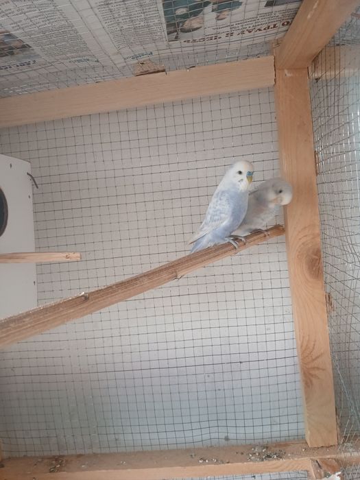 Popugaylar sotiladi soglom tayyor paralar