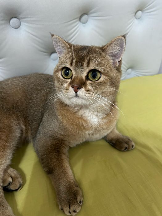 Кот на вязку! Британский чистокровный кот. Окрас: Золотая шиншилла