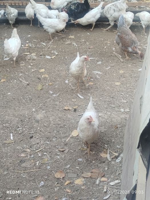 Loman sendi jo'ja tovuqlari sotiladi 60mindan