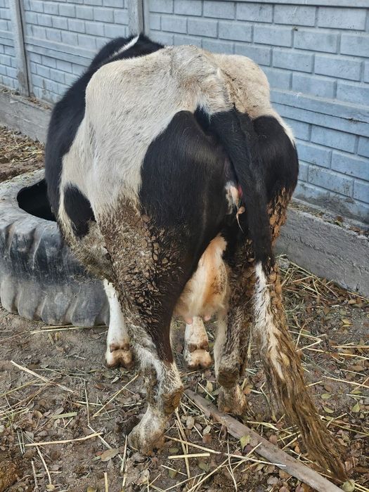 Буаз сиырлар бар